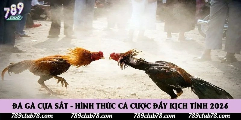 Đá Gà Cựa Sắt - Hình Thức Cá Cược Đầy Kịch Tính 2026